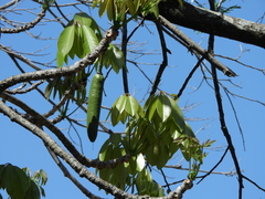 Pseudobombax tomentosum