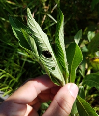 Lepidoptera