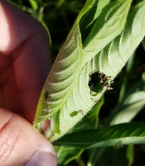 Lepidoptera