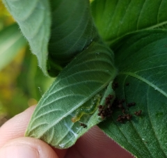 Lepidoptera