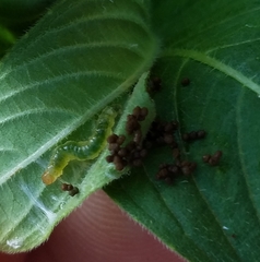 Lepidoptera