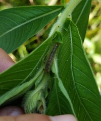 Lepidoptera