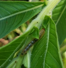 Lepidoptera