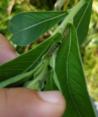 Lepidoptera