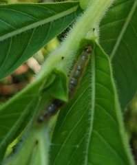 Lepidoptera