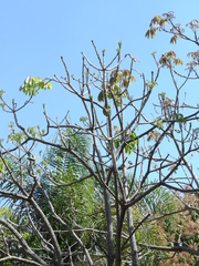 Pseudobombax tomentosum