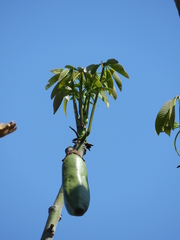 Pseudobombax tomentosum