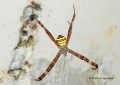 Argiope pulchella