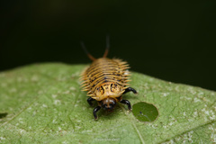 Physonota alutacea