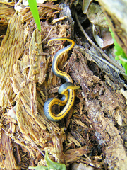 Diadophis punctatus punctatus