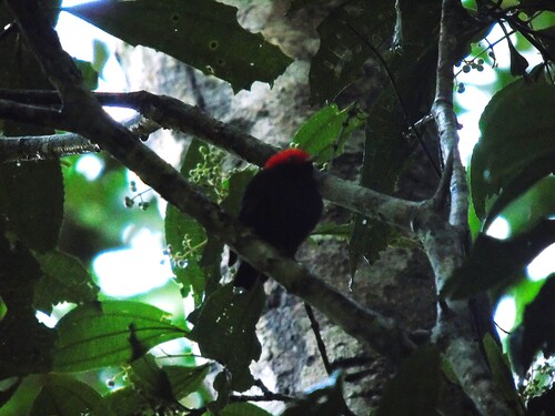 Red-headed Manakin (Ceratopipra rubrocapilla), photo 8