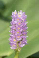 Pontederia
