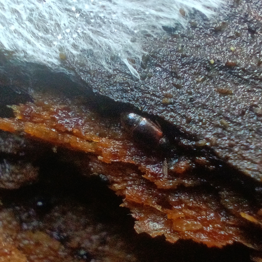Acrulia inflata