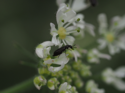 Bleischwarzer Wollhaarkäfer