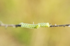 Insecta