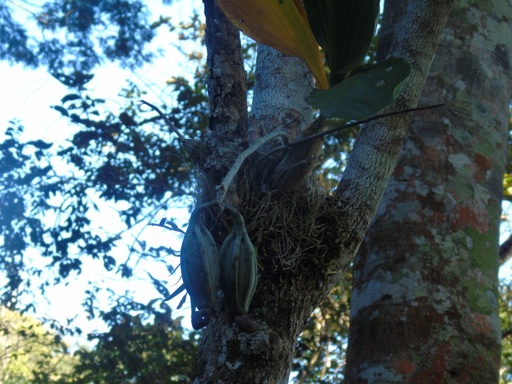 Catasetum luridum
