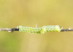 Insecta