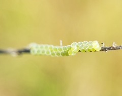 Insecta
