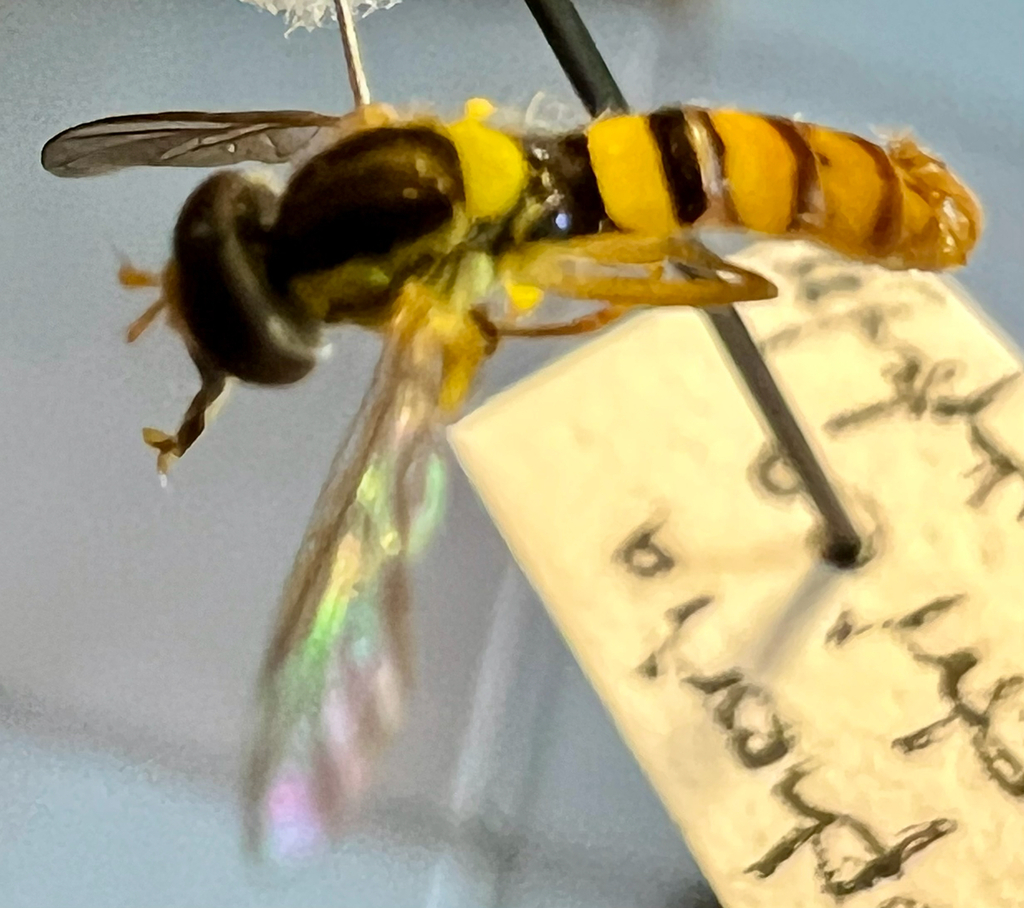 Asymmetric Globetail