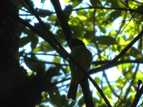 Black-headed Berryeater (Carpornis melanocephala), photo 4