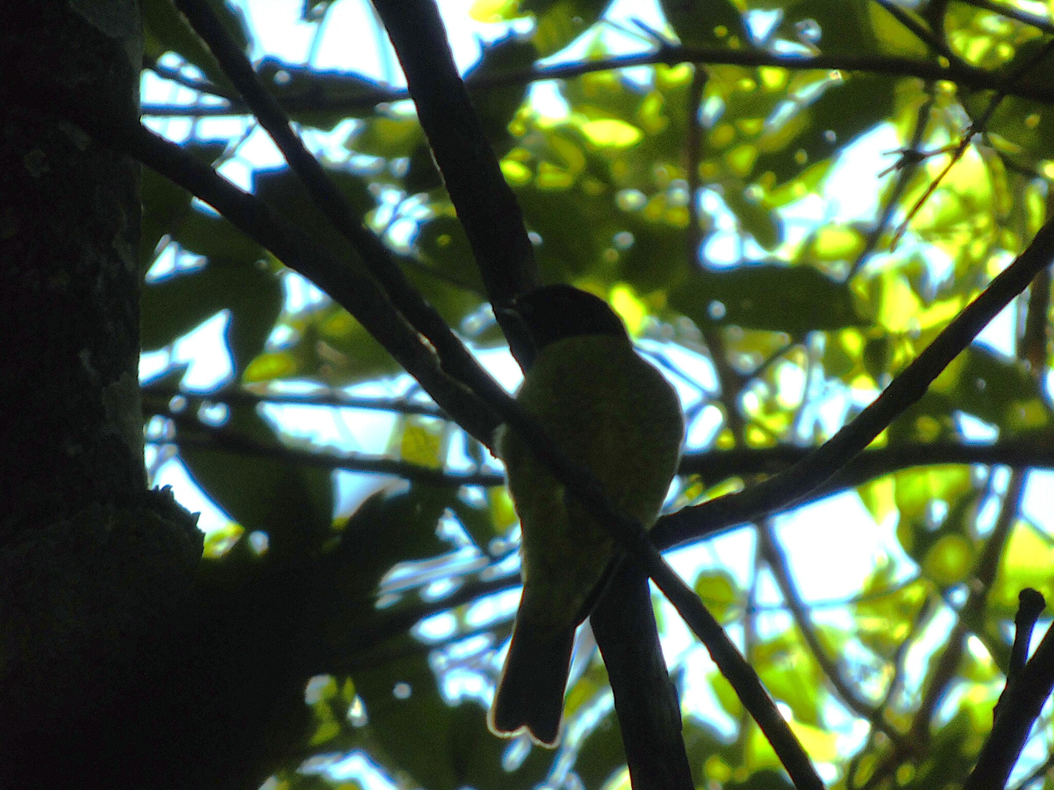 Black-headed Berryeater (Carpornis melanocephala), photo 9