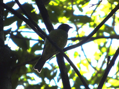 Black-headed Berryeater (Carpornis melanocephala), photo 3