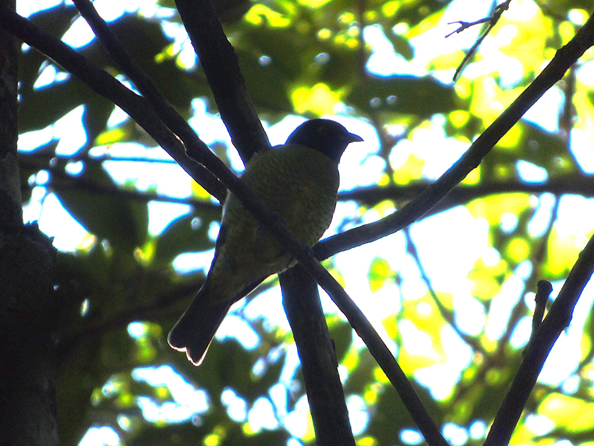 Black-headed Berryeater (Carpornis melanocephala), photo 8