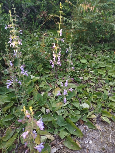Sarma Sage (Salvia forskaehlei)