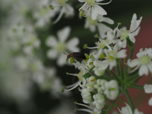 Rotbauchiger Stachelkäfer