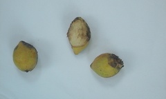 Terminalia catappa