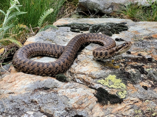 Photo of a Vipera walser (Vipera walser)