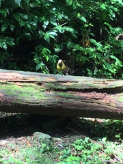 Liocichla steerii