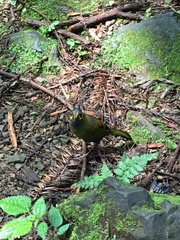 Liocichla steerii