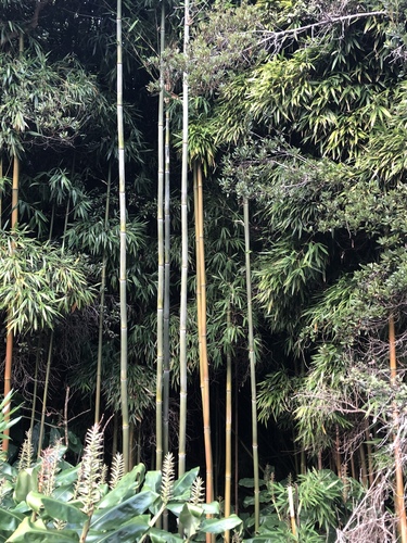 Bambusa observed 2019-10-04