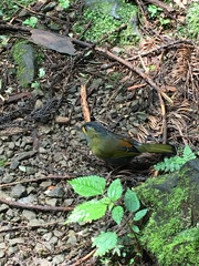Liocichla steerii