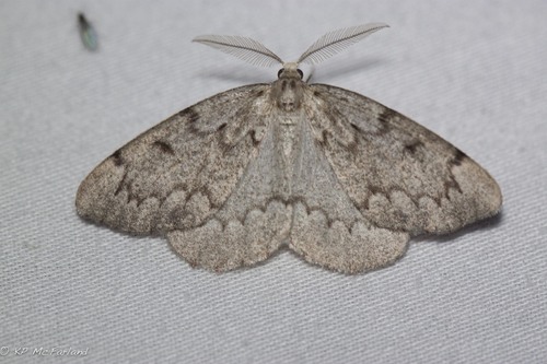 Nepytia canosaria