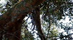 Melanerpes carolinus