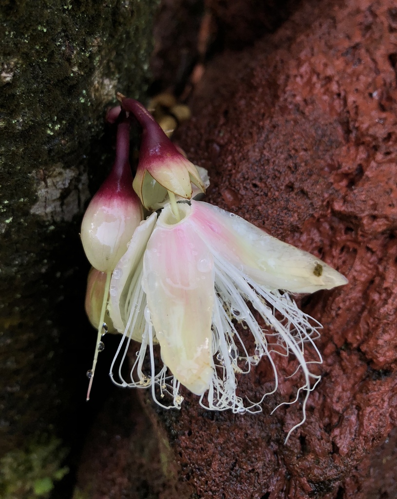 Barringtonia papuana