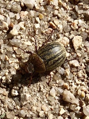 Phyllophaga lanceolata