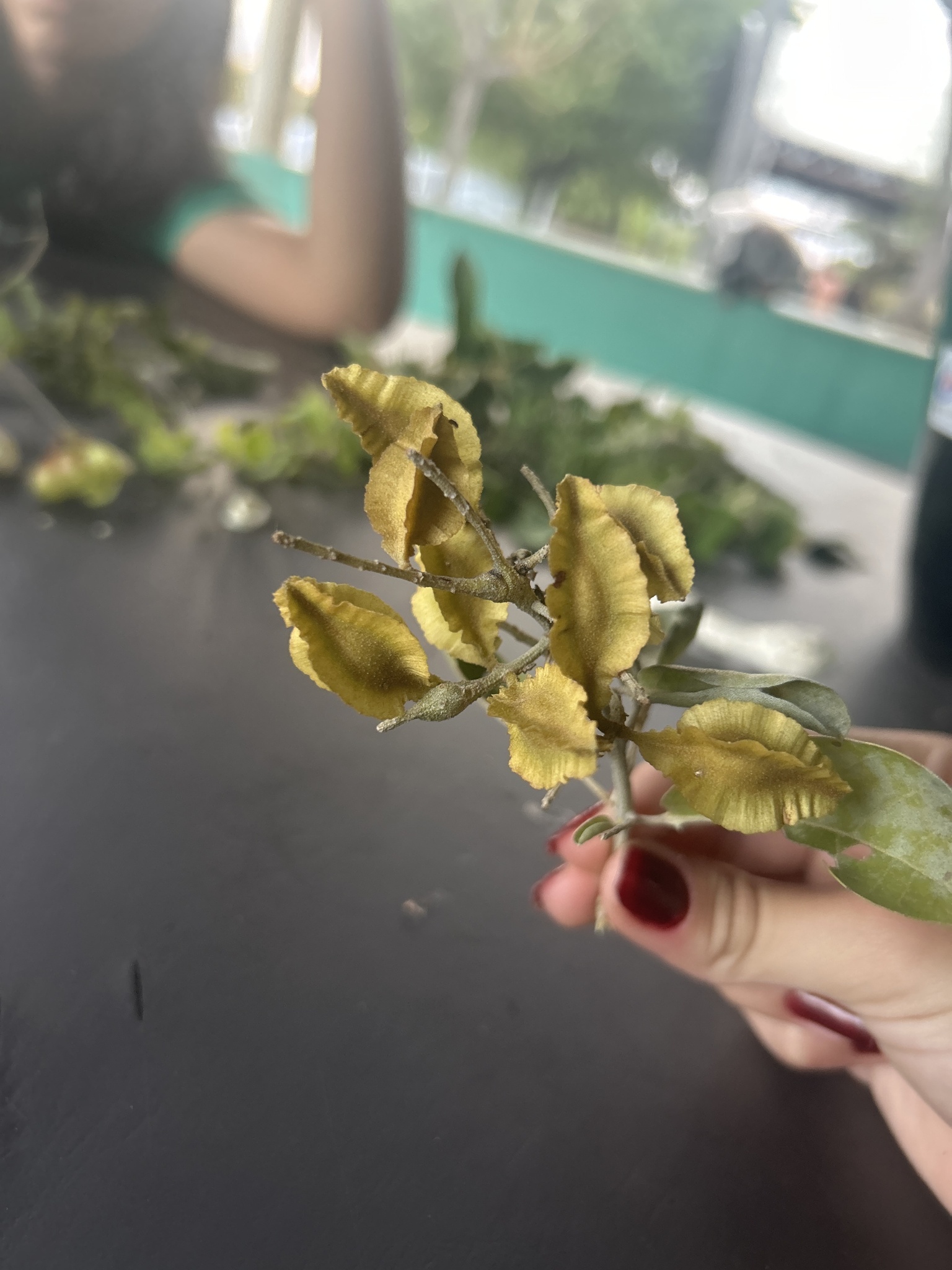 Combretum leprosum
