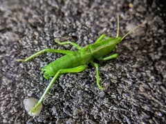Belocephalus