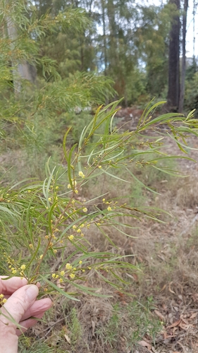 Image of Acacia cognata by no rights reserved