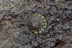Bembicium vittatum