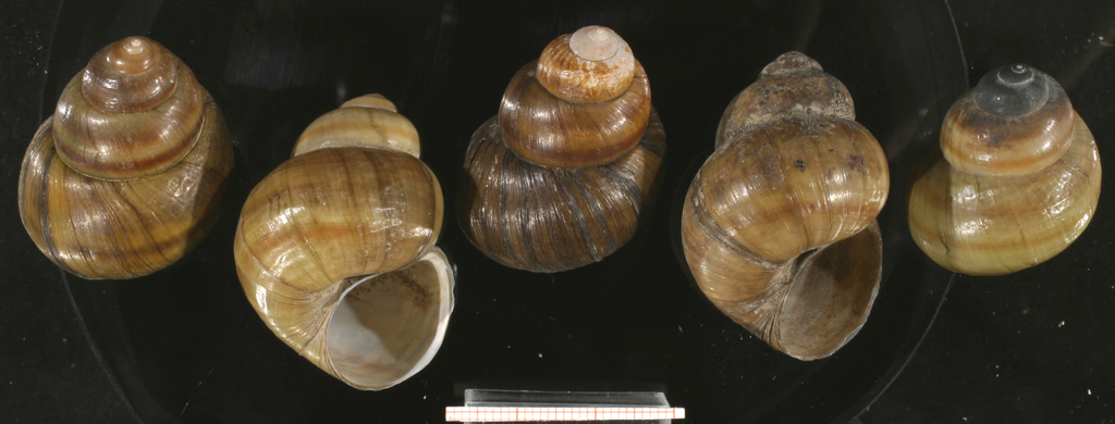 Danube river snail