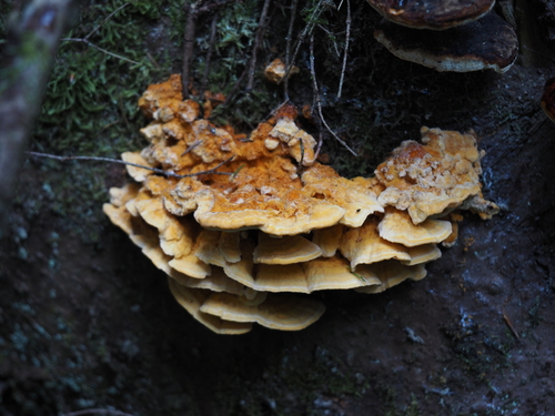 Leuchtender Weichporling