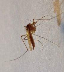 Aedes fulvus