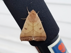Ophiusa trapezium