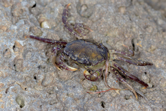 Paragrapsus laevis