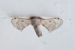 Penicillifera apicalis