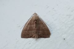 Gonoglasa camptogramma